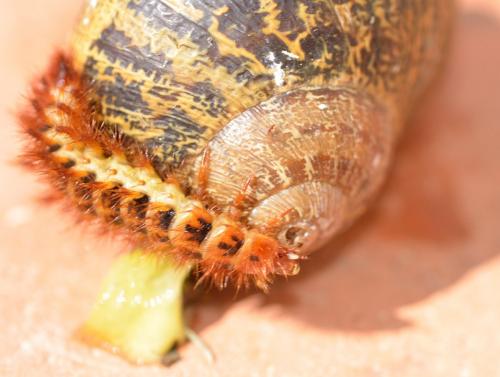 Drilus flavescens